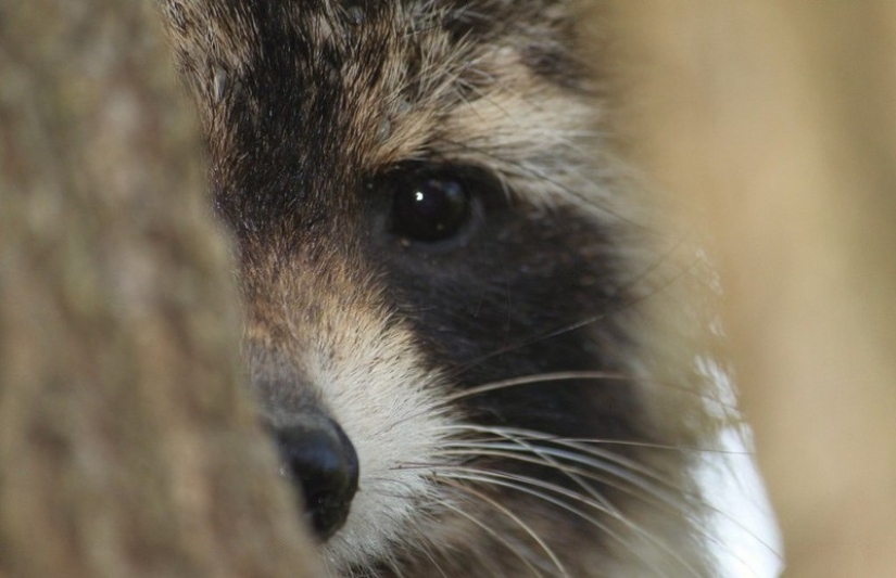 100 coolest Raccoon Photos of all time