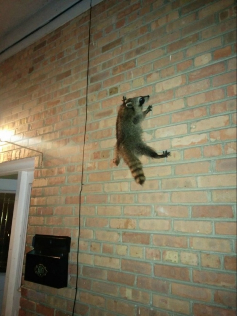 100 coolest Raccoon Photos of all time