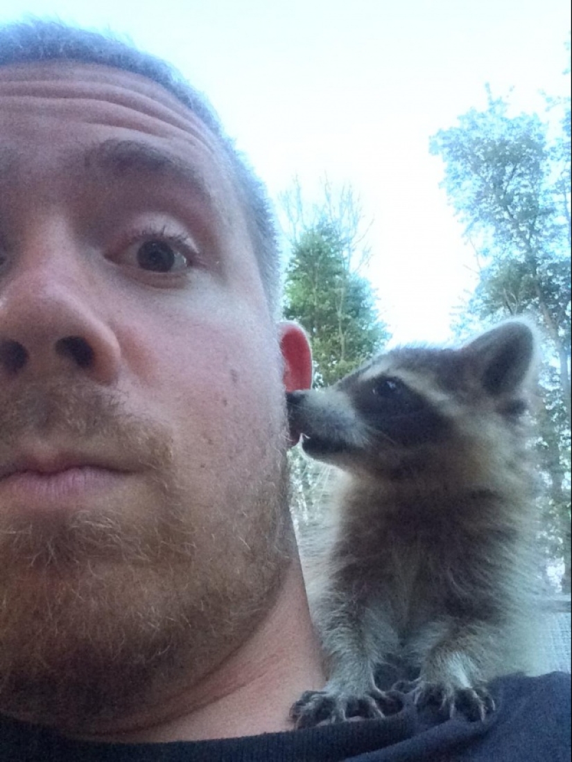 100 coolest Raccoon Photos of all time
