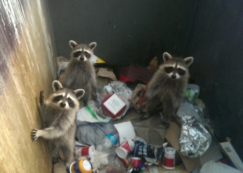 100 coolest Raccoon Photos of all time