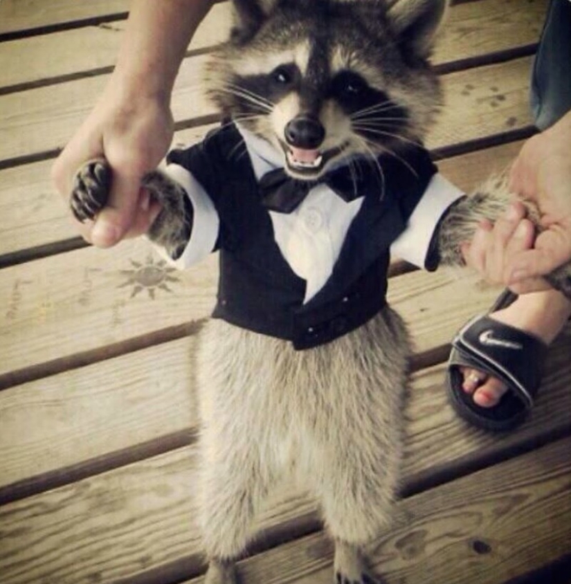 100 coolest Raccoon Photos of all time
