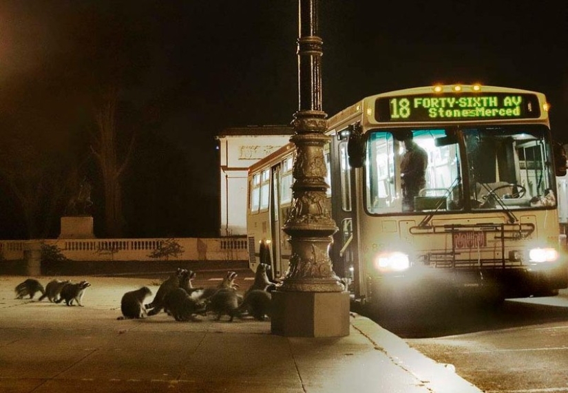 100 coolest Raccoon Photos of all time