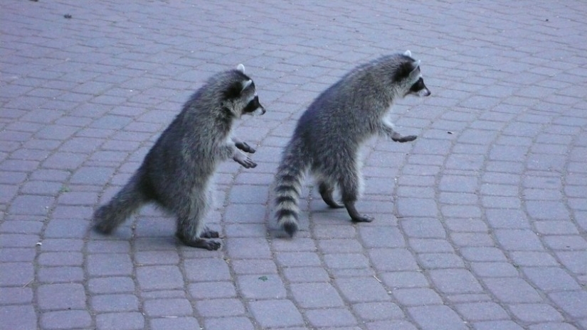 100 coolest Raccoon Photos of all time