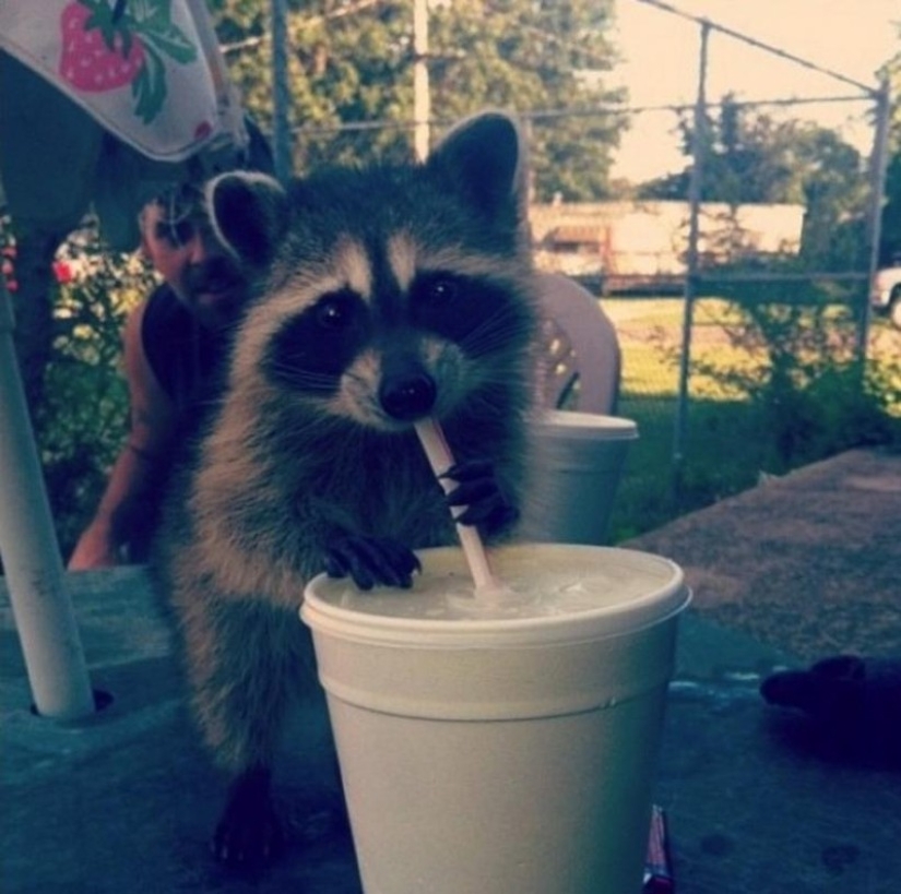 100 coolest Raccoon Photos of all time