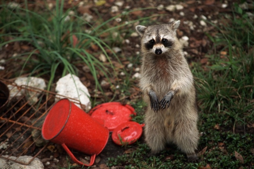 100 coolest Raccoon Photos of all time