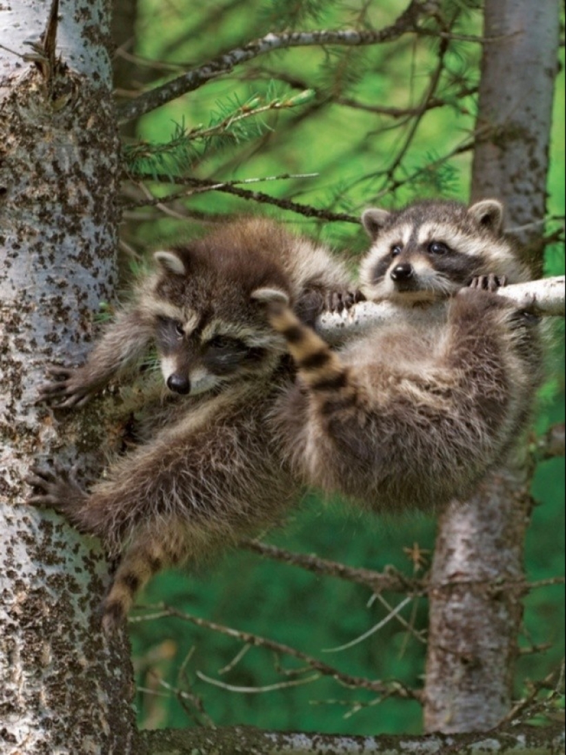 100 coolest Raccoon Photos of all time