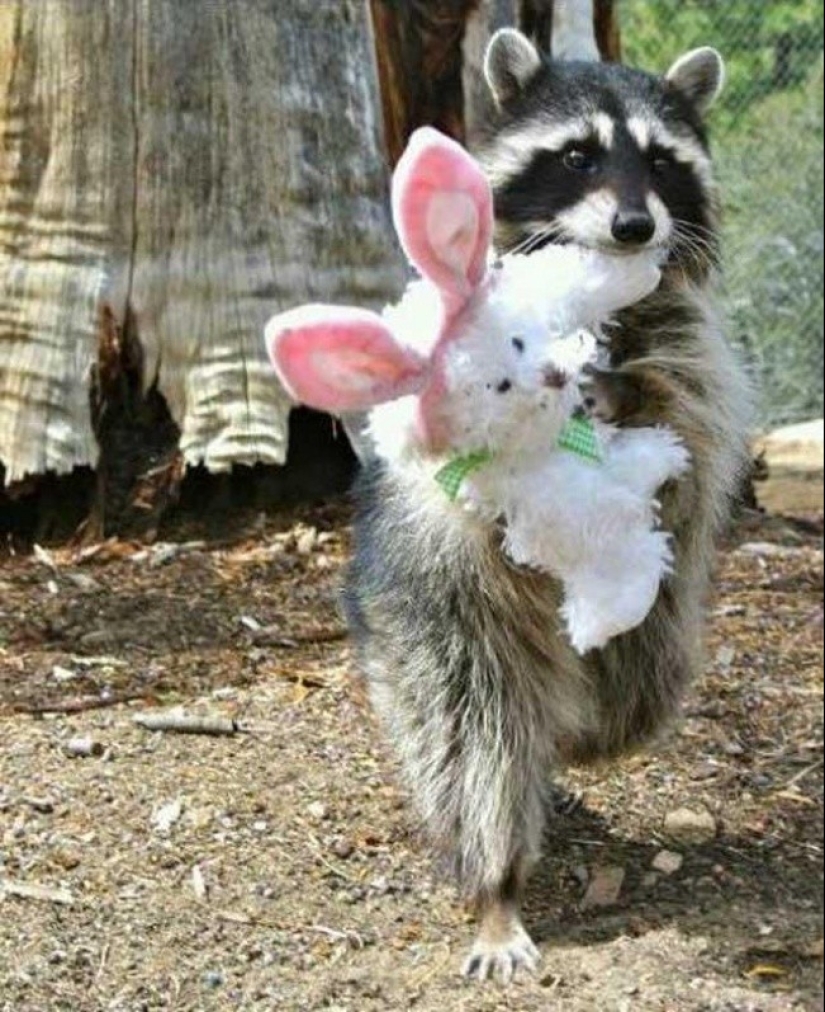 100 coolest Raccoon Photos of all time