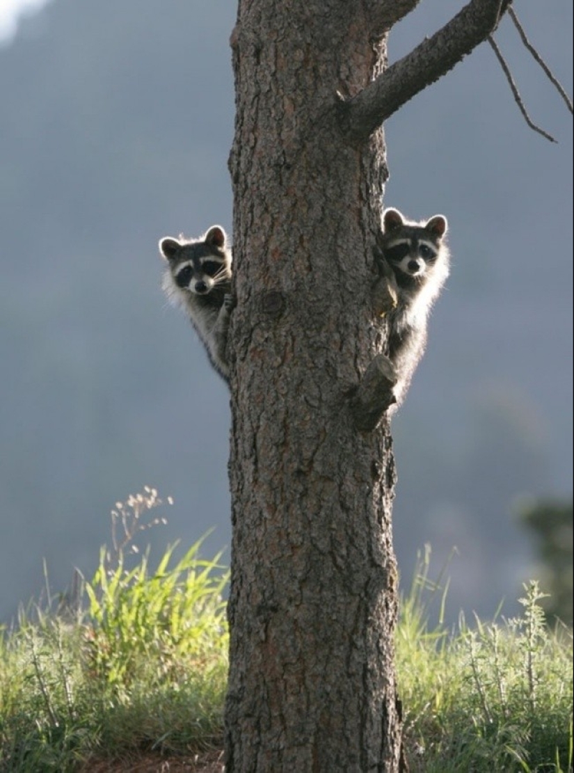 100 coolest Raccoon Photos of all time