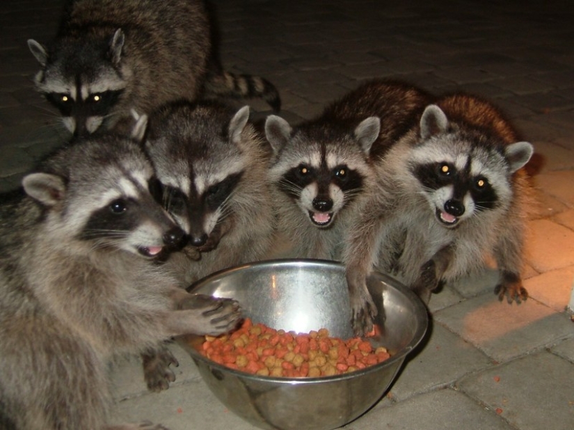 100 coolest Raccoon Photos of all time