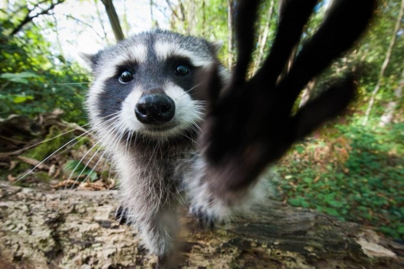 100 coolest Raccoon Photos of all time