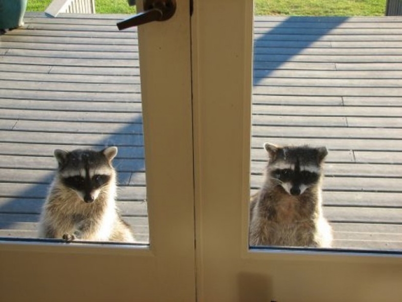 100 coolest Raccoon Photos of all time
