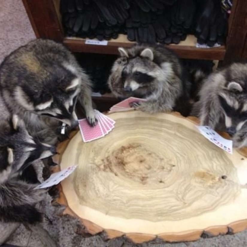 100 coolest Raccoon Photos of all time