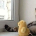 100 mejores fotos de gatos de todos los tiempos 100 mejores fotos de gatos de todos los tiempos