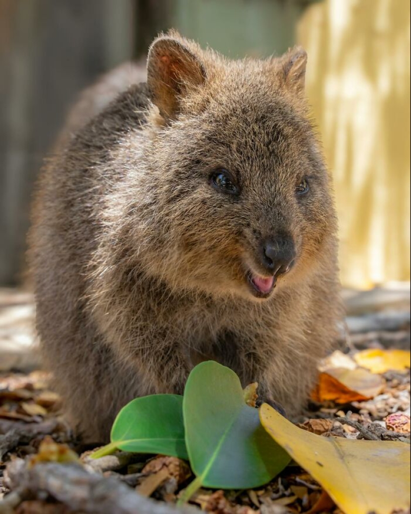 11 Cool And Interesting Facts People Learned About Animals