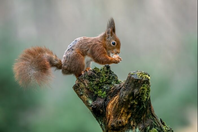 11 Cool And Interesting Facts People Learned About Animals