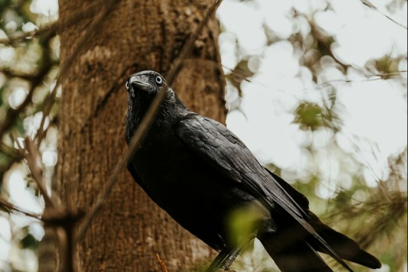 11 Cool And Interesting Facts People Learned About Animals