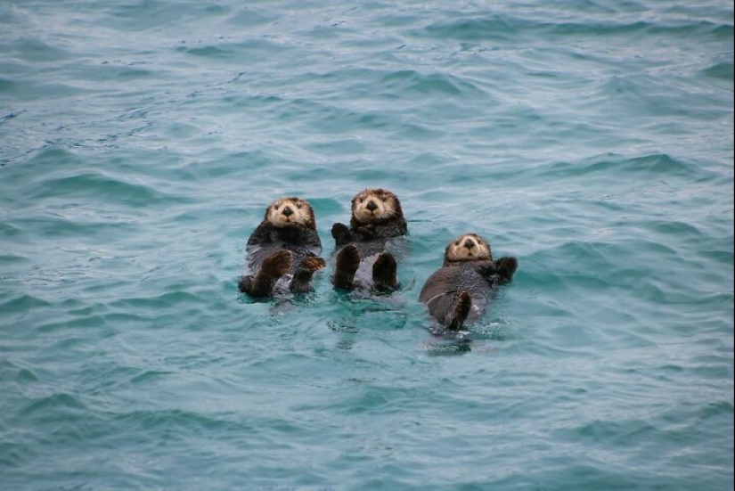 11 Cool And Interesting Facts People Learned About Animals
