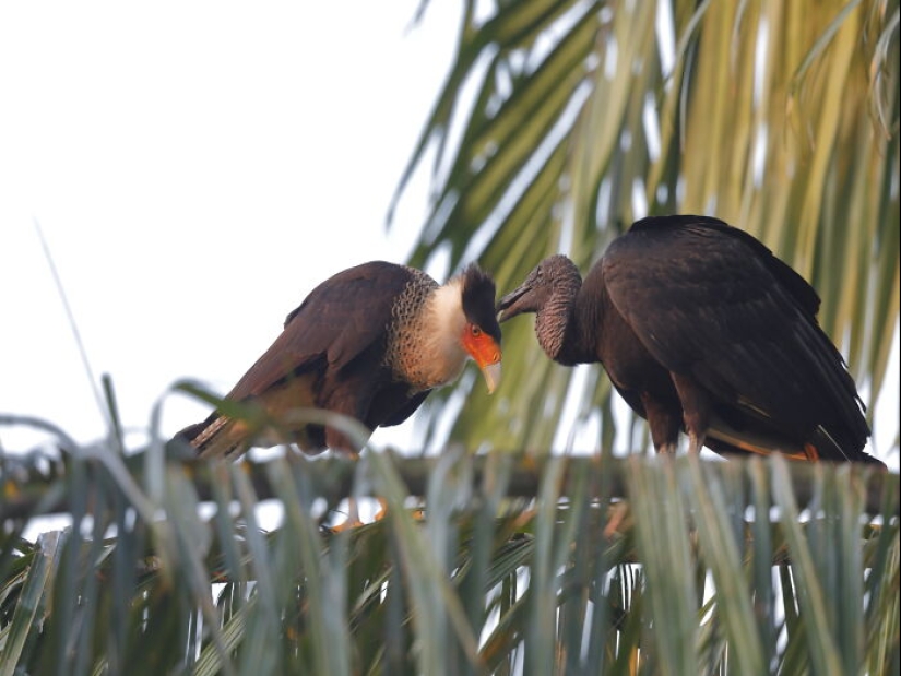11 Cool And Interesting Facts People Learned About Animals