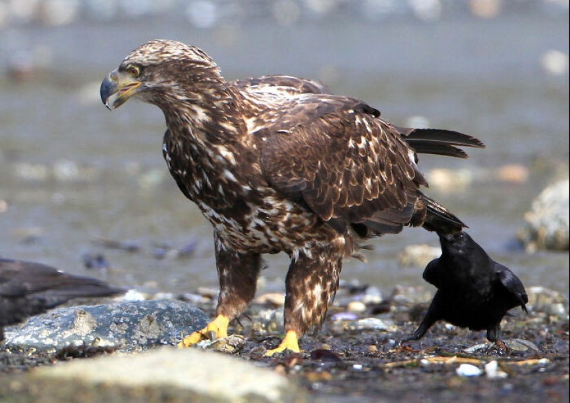 11 Cool And Interesting Facts People Learned About Animals