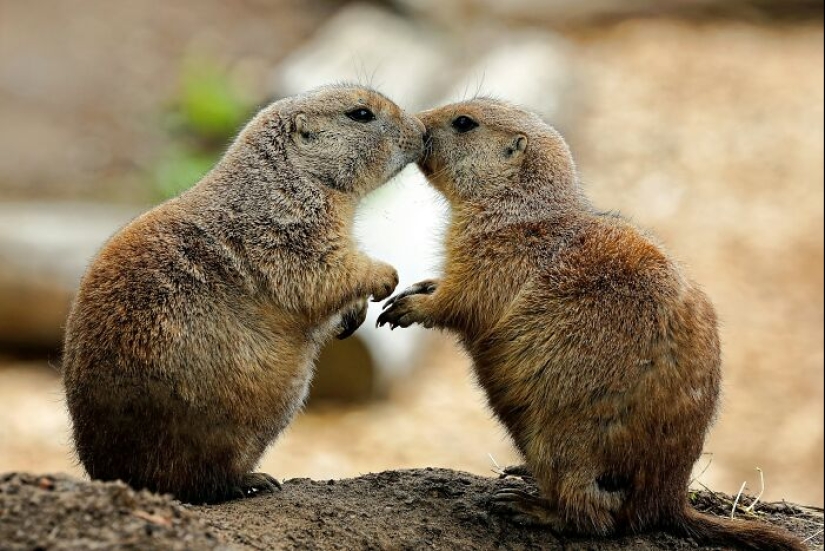 11 Cool And Interesting Facts People Learned About Animals