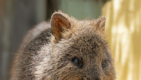 11 datos interesantes y curiosos que la gente aprendió sobre los animales