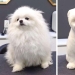 12 cases when you don't recognize your dog after a haircut 12 cases when you don't recognize your dog after a haircut