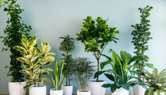 12 home plants that can survive even in the darkest corner 12 home plants that can survive even in the darkest corner