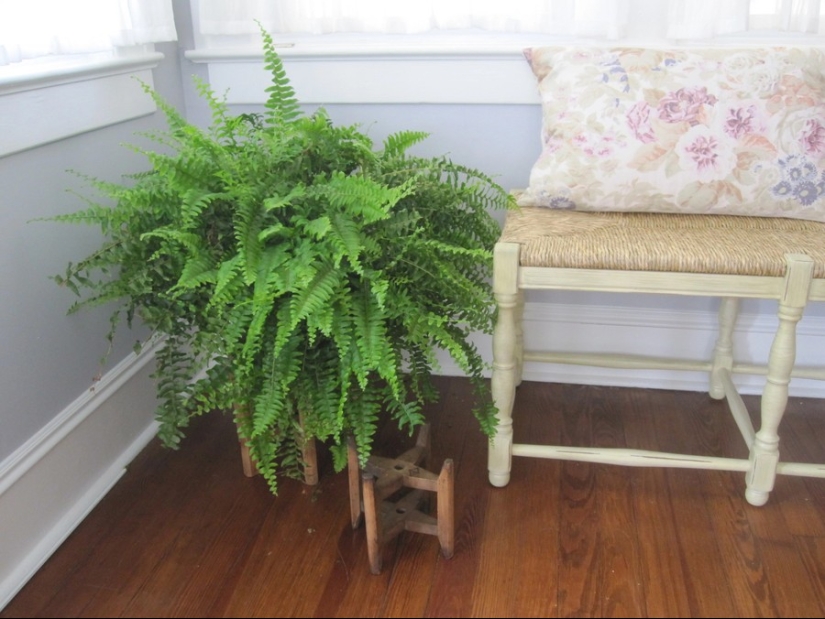 12 home plants that can survive even in the darkest corner