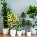 12 home plants that can survive even in the darkest corner 12 home plants that can survive even in the darkest corner
