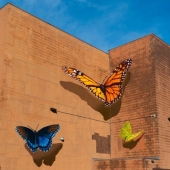 12 impresionantes murales que dan vida a las mariposas en las calles 12 impresionantes murales que dan vida a las mariposas en las calles