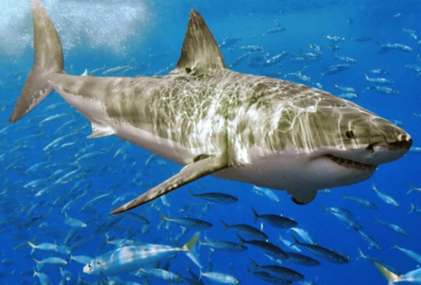 12 myths about survival that pose a real danger