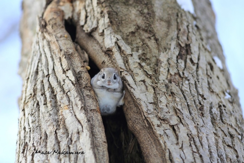 12 proofs that the flying squirrel is the cutest animal in the world