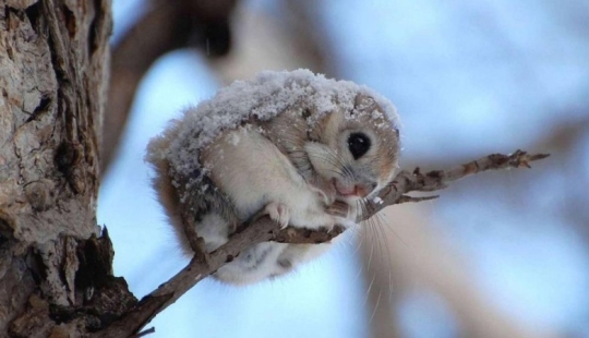 12 proofs that the flying squirrel is the cutest animal in the world 12 proofs that the flying squirrel is the cutest animal in the world