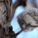 12 proofs that the flying squirrel is the cutest animal in the world 12 proofs that the flying squirrel is the cutest animal in the world