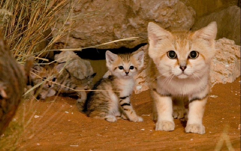 12 tipos de gatos salvajes que no conocías 12 tipos de gatos salvajes que no conocías