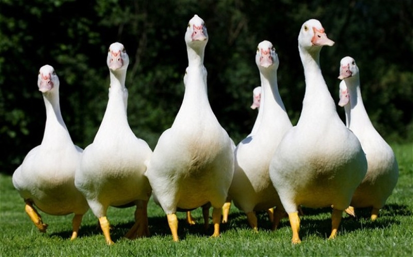 13 Chinese customs that are shocking to foreigners