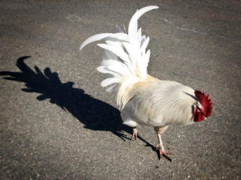 13 strange shadows that aren't what they seem