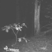 14 of the most eerie shots from hunting night vision cameras 14 of the most eerie shots from hunting night vision cameras