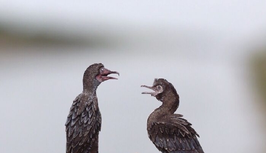 14 Realistic Tiny Paper Sculptures Of Animals That This Duo Has Created