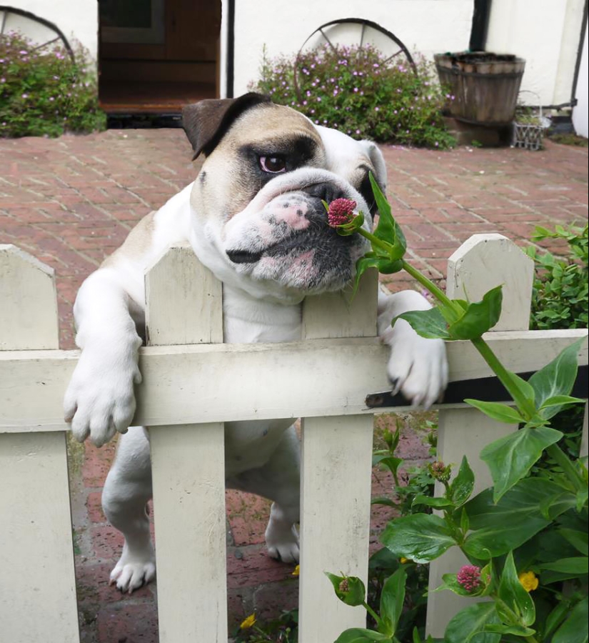 15 adorable animals that enjoy the scent of flowers 15 adorable animals that enjoy the scent of flowers