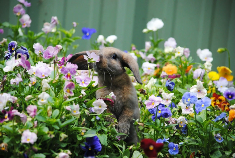 15 adorable animals that enjoy the scent of flowers 15 adorable animals that enjoy the scent of flowers