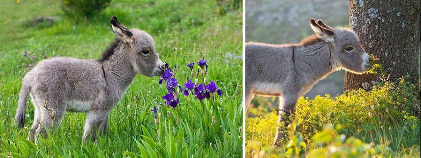 15 adorable animals that enjoy the scent of flowers 15 adorable animals that enjoy the scent of flowers
