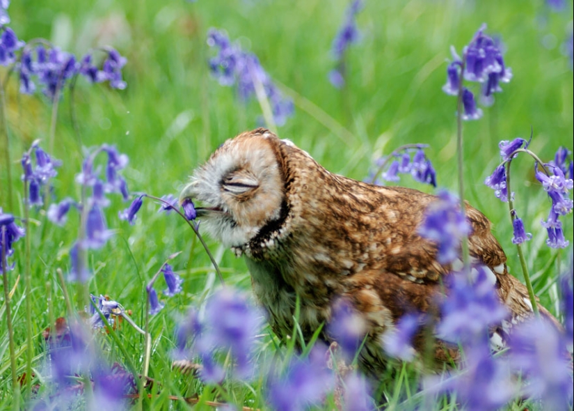 15 adorable animals that enjoy the scent of flowers 15 adorable animals that enjoy the scent of flowers