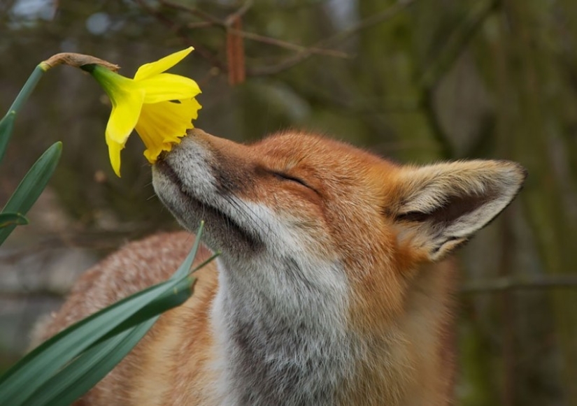 15 adorables animales que disfrutan del aroma de las flores 15 adorables animales que disfrutan del aroma de las flores