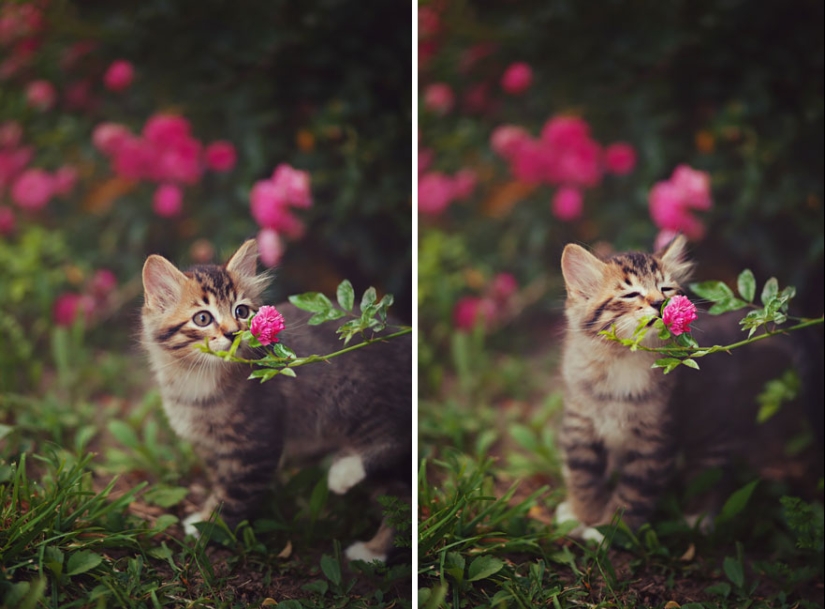 15 adorables animales que disfrutan del aroma de las flores 15 adorables animales que disfrutan del aroma de las flores