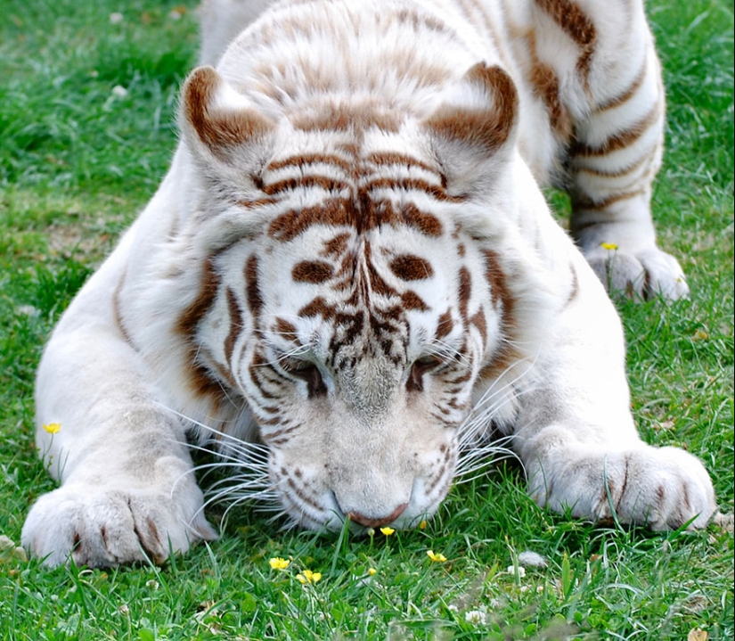 15 adorables animales que disfrutan del aroma de las flores 15 adorables animales que disfrutan del aroma de las flores