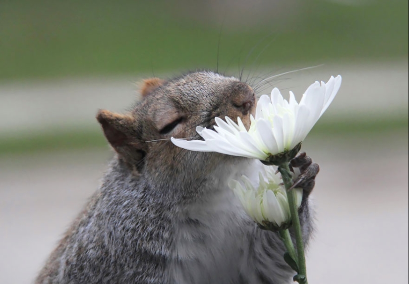 15 adorables animales que disfrutan del aroma de las flores 15 adorables animales que disfrutan del aroma de las flores