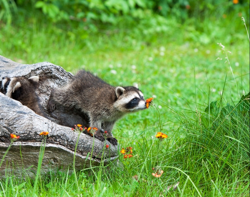 15 adorables animales que disfrutan del aroma de las flores 15 adorables animales que disfrutan del aroma de las flores