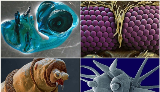 15 amazing creatures that can't be seen without a microscope 15 amazing creatures that can't be seen without a microscope