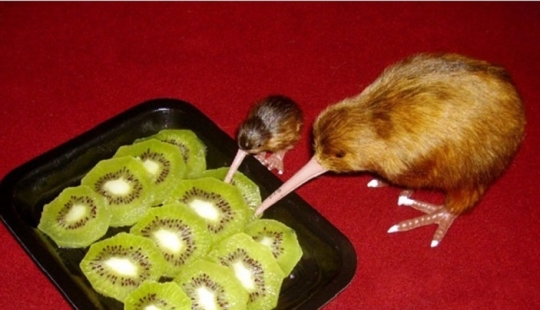15 amazing facts about animals that scientists keep silent 15 amazing facts about animals that scientists keep silent